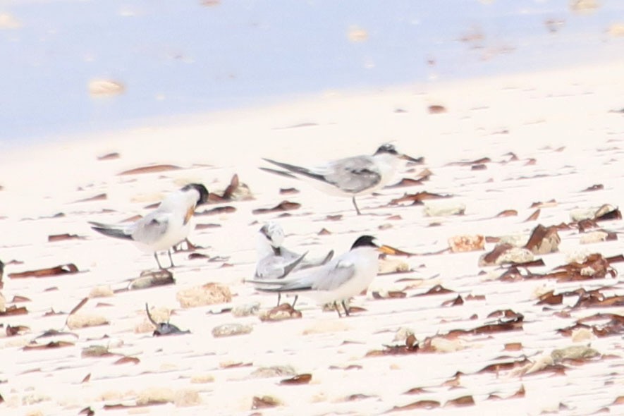 Saunders's Tern - Allison Miller