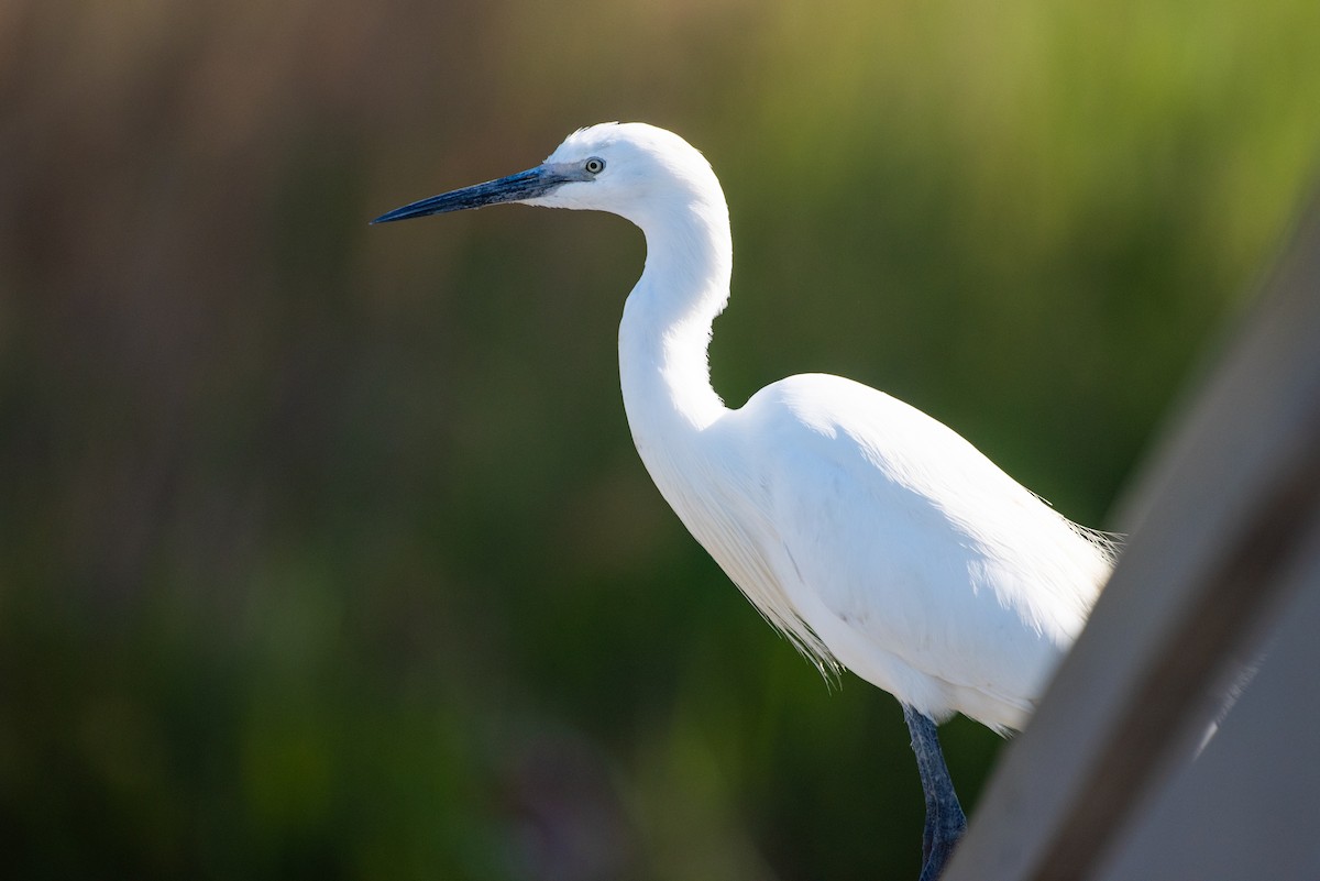 Little Egret - ML156537111