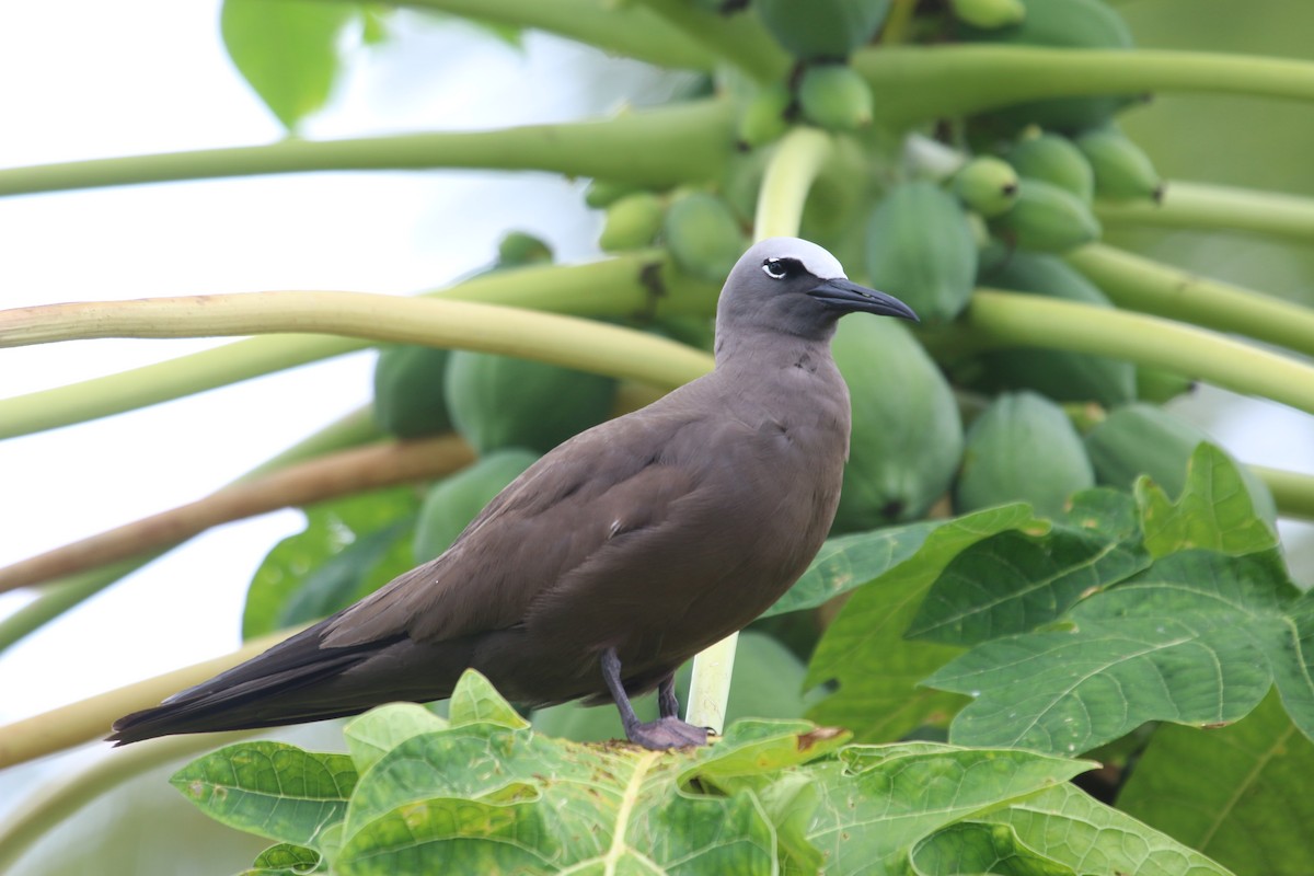 Lesser Noddy - ML156537181