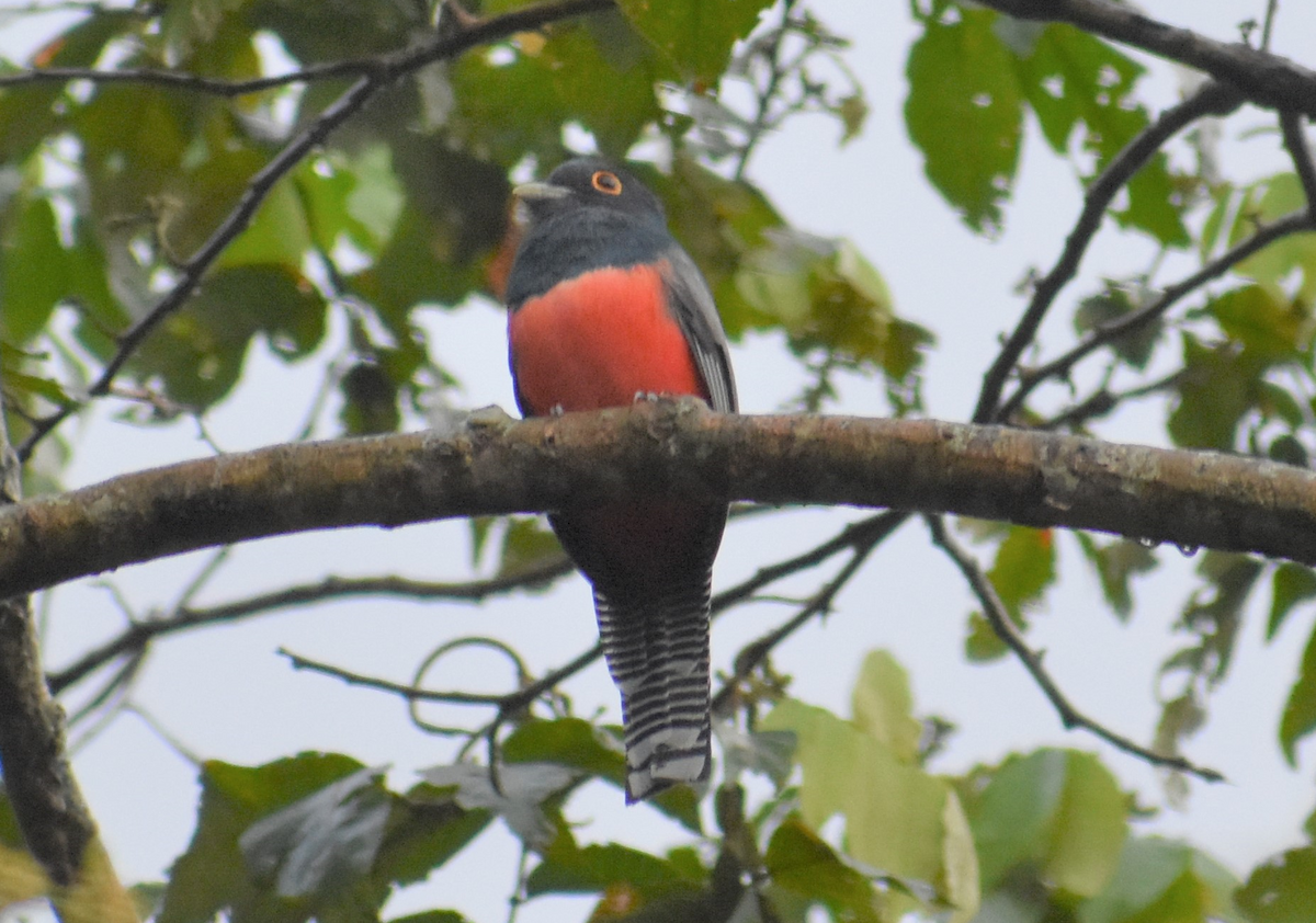 trogon modrotemenný - ML156538021