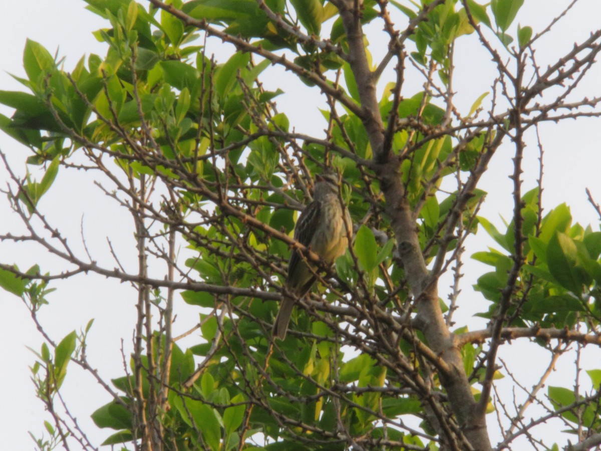 Variegated Flycatcher - ML156538081