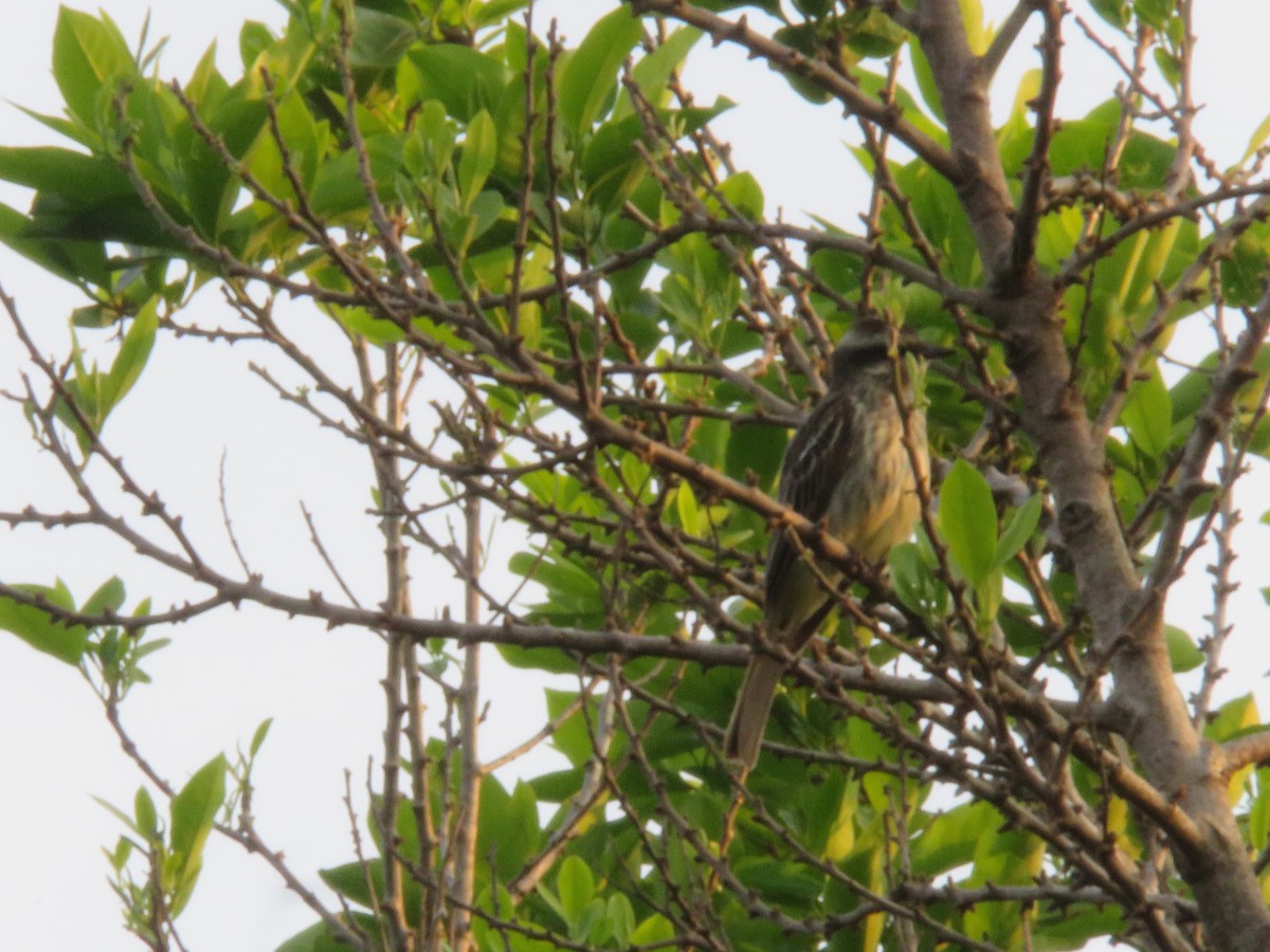 Variegated Flycatcher - ML156538091