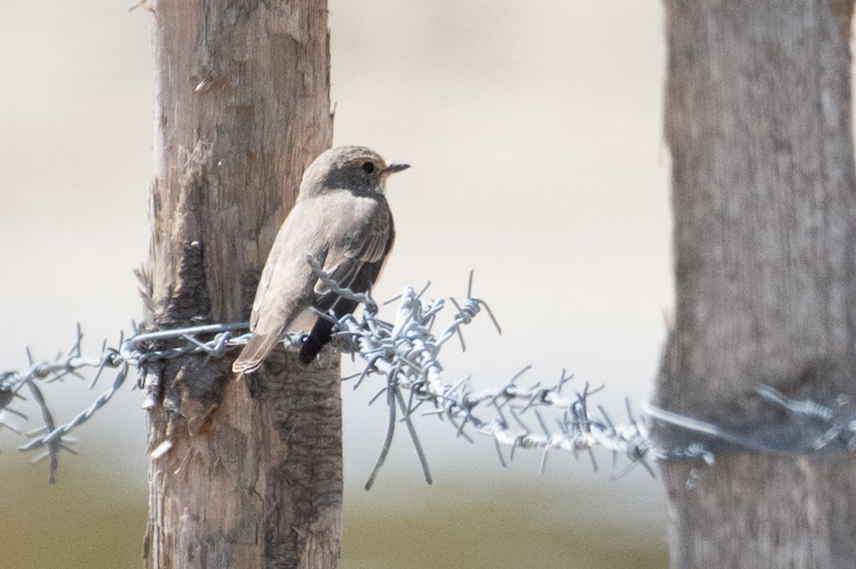 Spotted Flycatcher - ML156538261