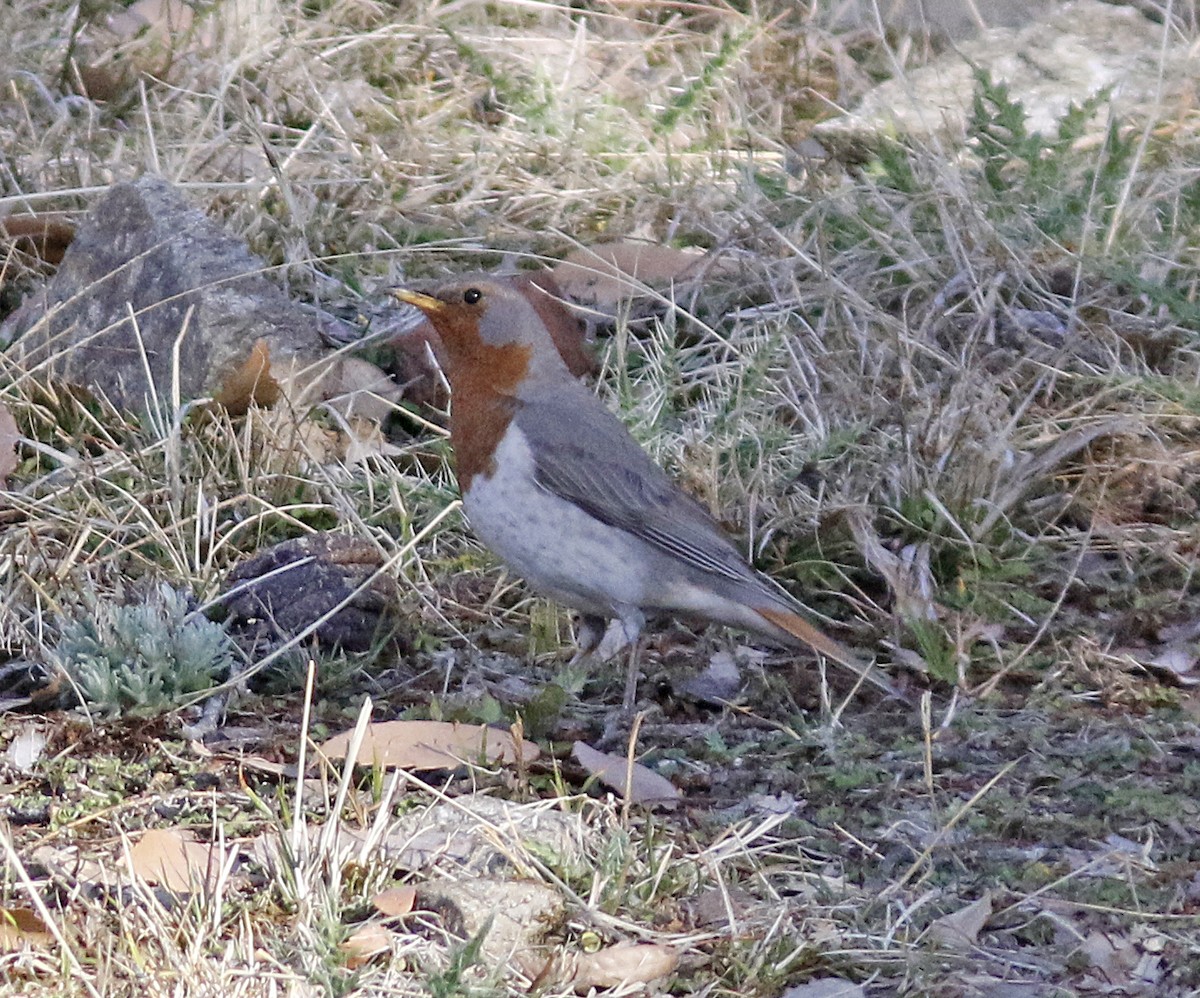 Red-throated Thrush - ML156538781