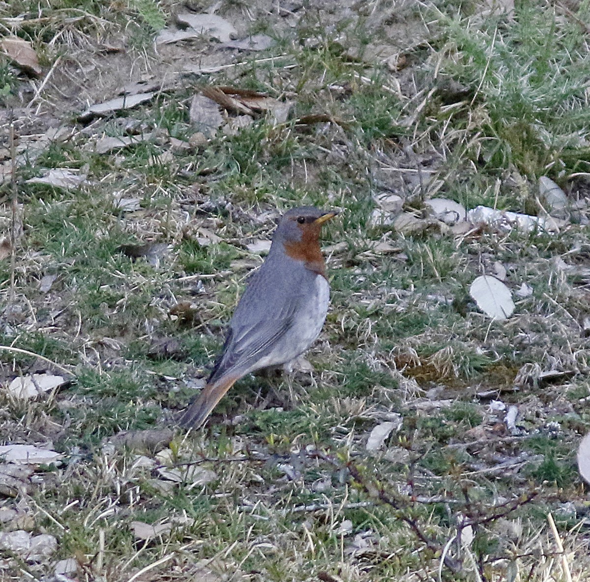 Red-throated Thrush - ML156538811