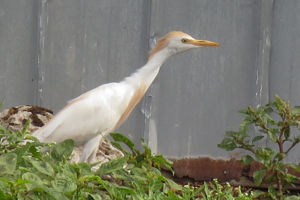 Египетская цапля (ibis) - ML156538901