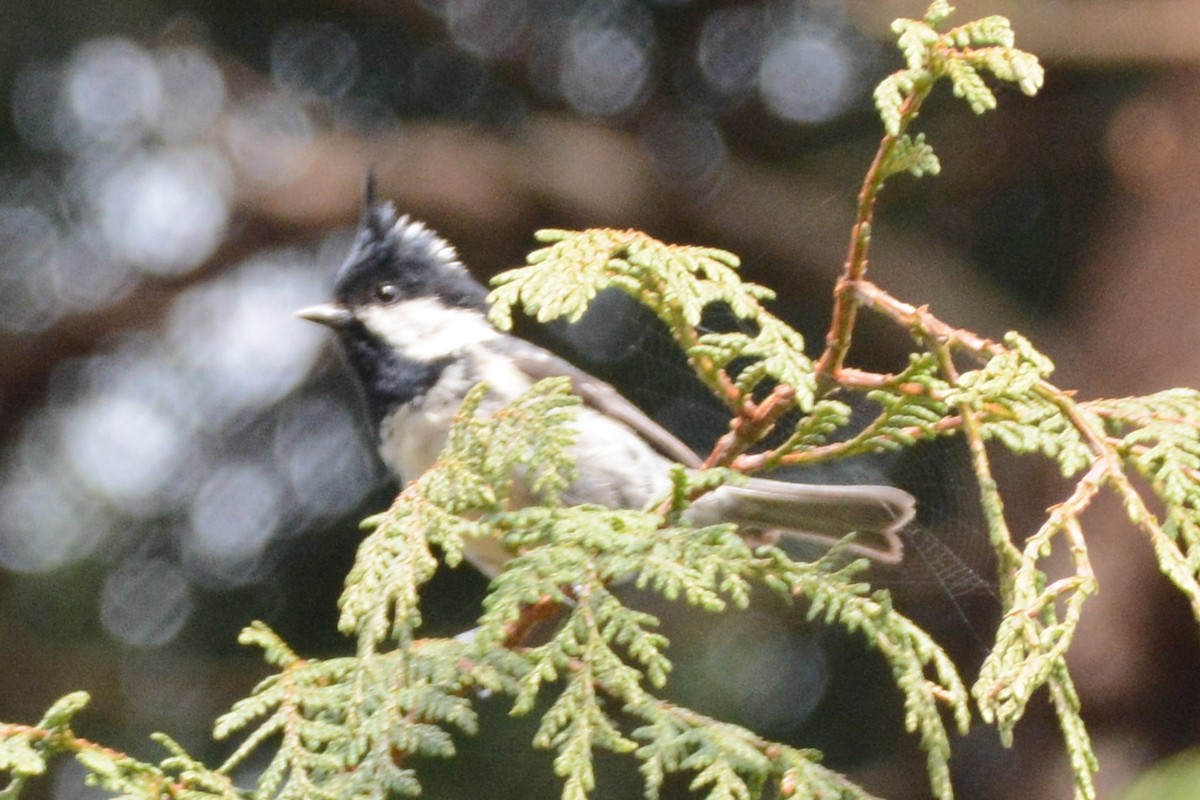 Coal Tit (Chinese) - Cathy Pasterczyk