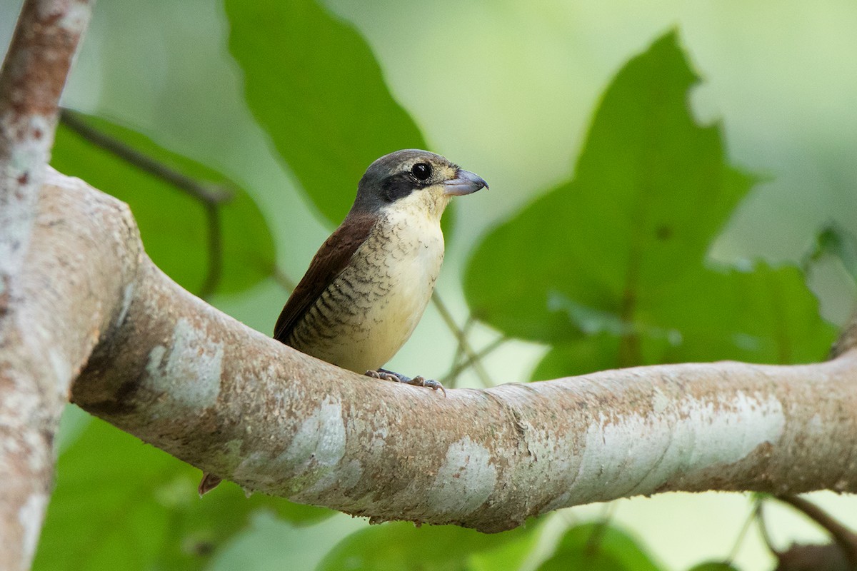 Tiger Shrike - ML156540861