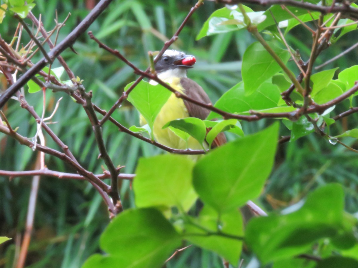 Rusty-margined Flycatcher - Alexander  Torres