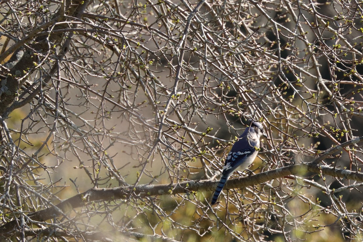 Blue Jay - ML156541531