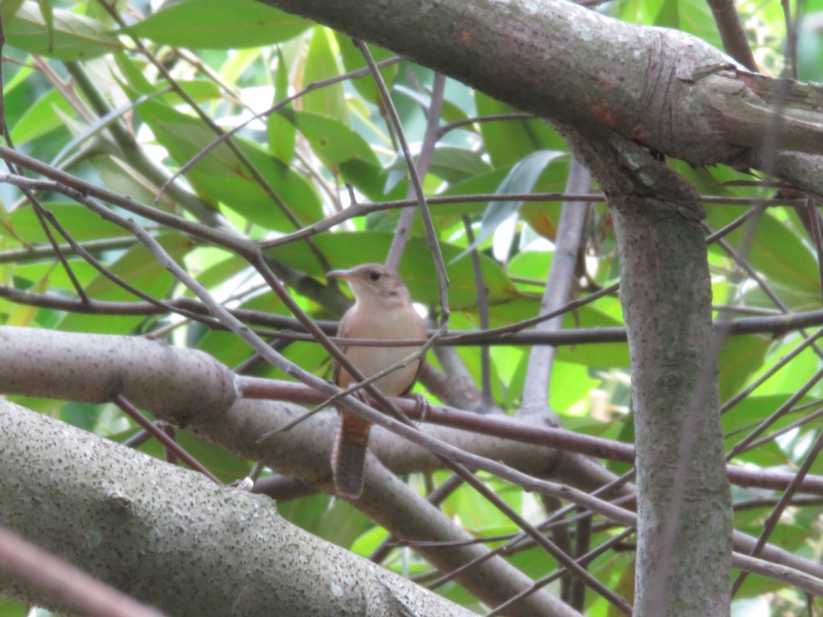 Chochín Criollo - ML156541591