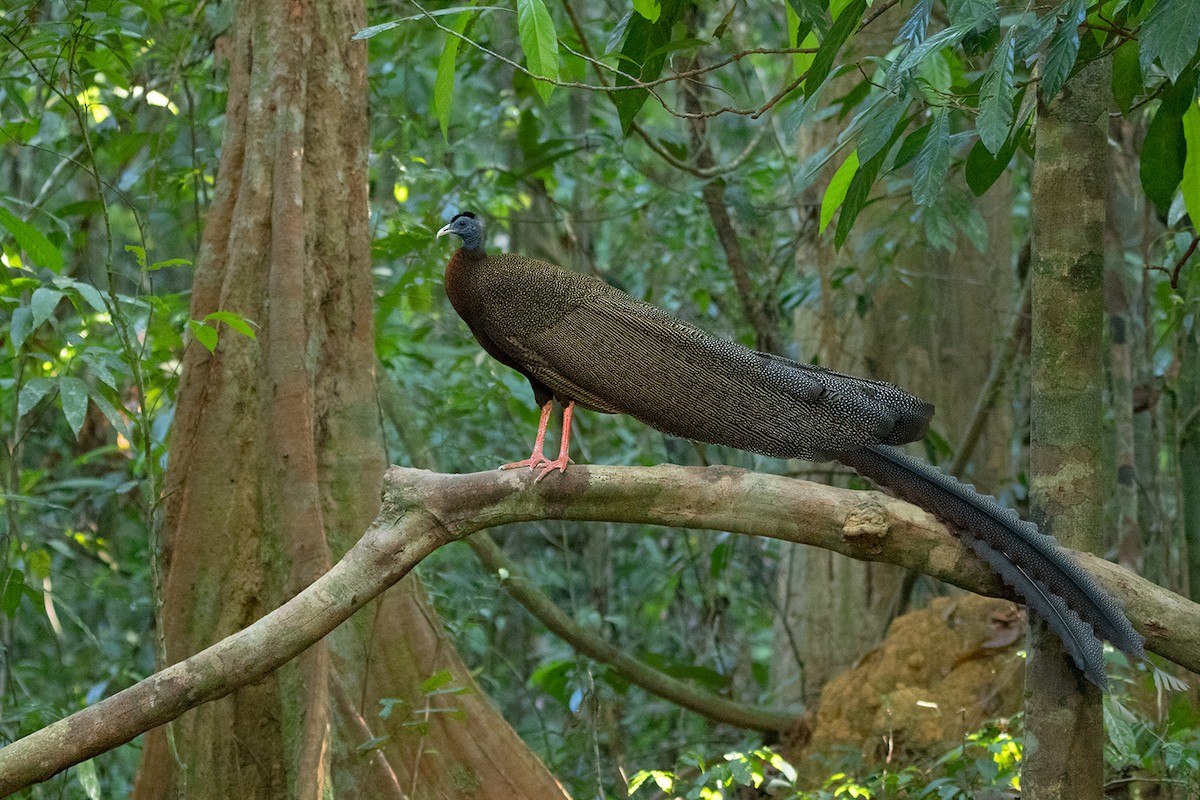 Great Argus - Ayuwat Jearwattanakanok