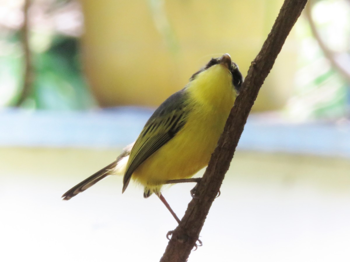 Common Tody-Flycatcher - ML156541941