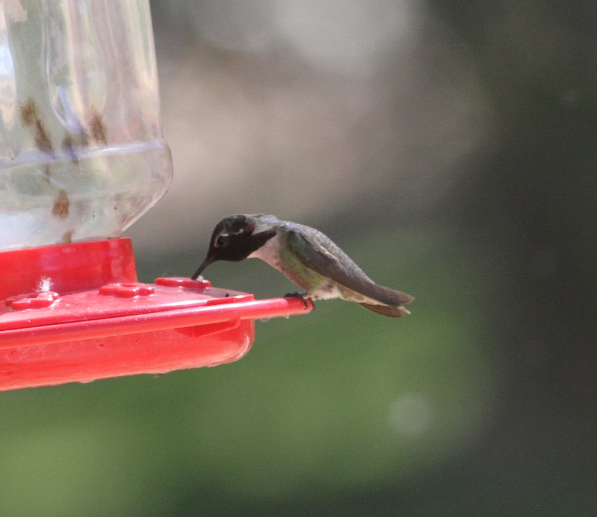 Costa's Hummingbird - ML156542081