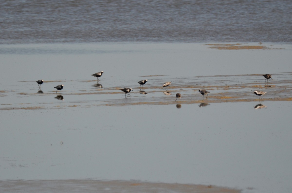 Black-bellied Plover - ML156542981