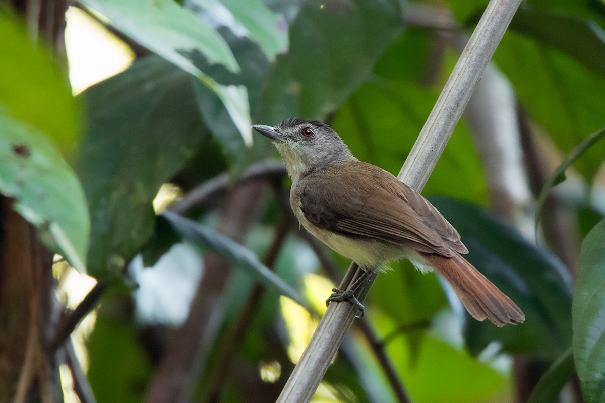 Sooty-capped Babbler - Ayuwat Jearwattanakanok