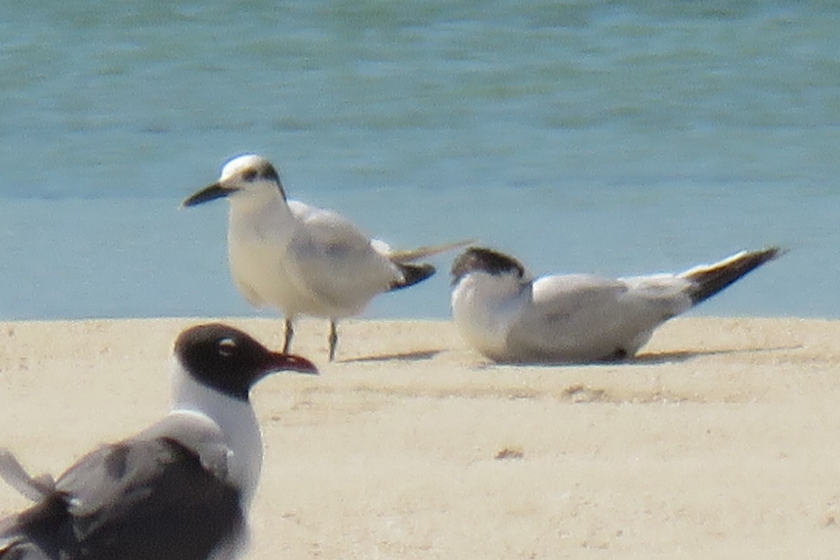 Sandwich Tern - ML156545981