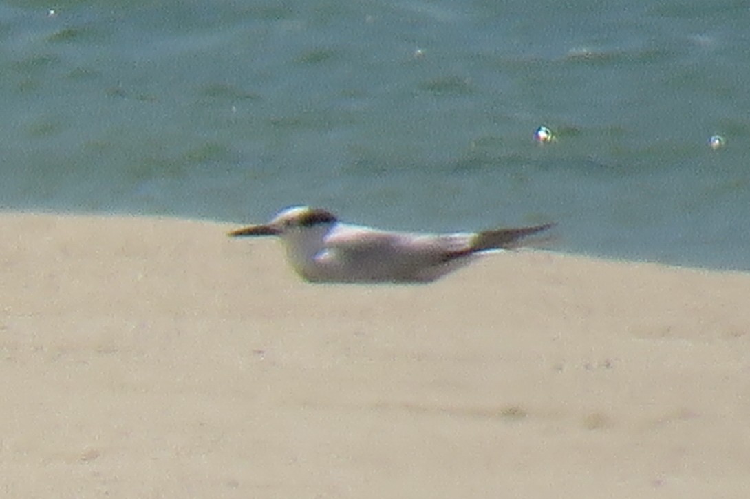 Sandwich Tern - ML156546051