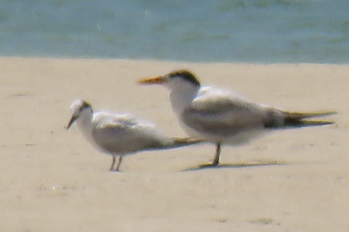 Sandwich Tern - ML156546071