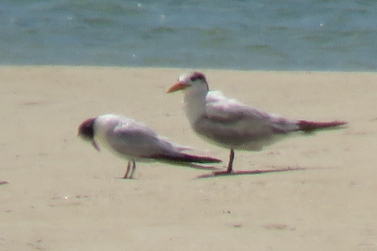 Sandwich Tern - ML156546091