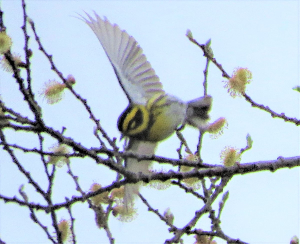 Townsend's Warbler - ML156548881