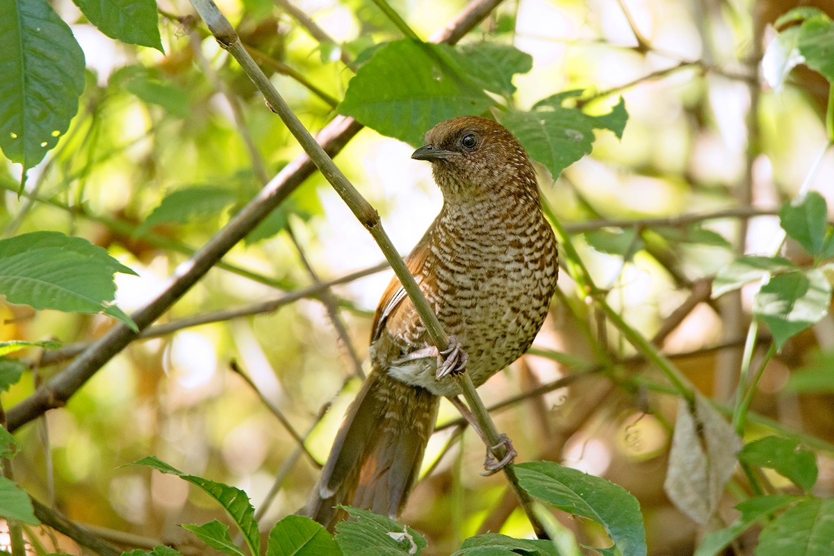 Brown-capped Laughingthrush - ML156551281