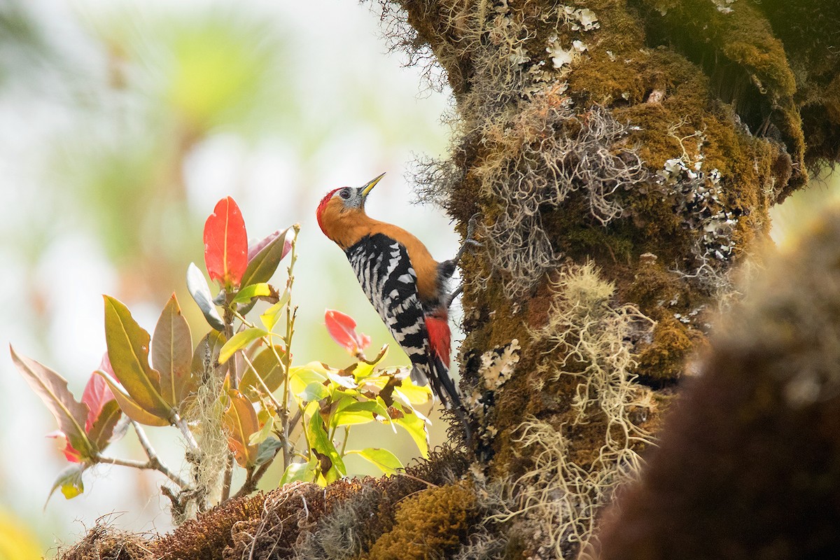 Rufous-bellied Woodpecker - Ayuwat Jearwattanakanok