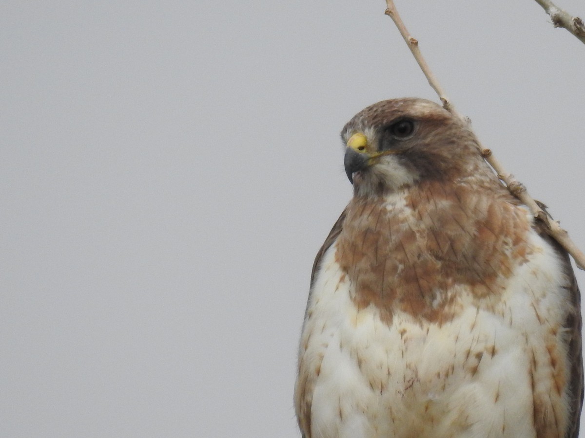 Swainson's Hawk - ML156551751