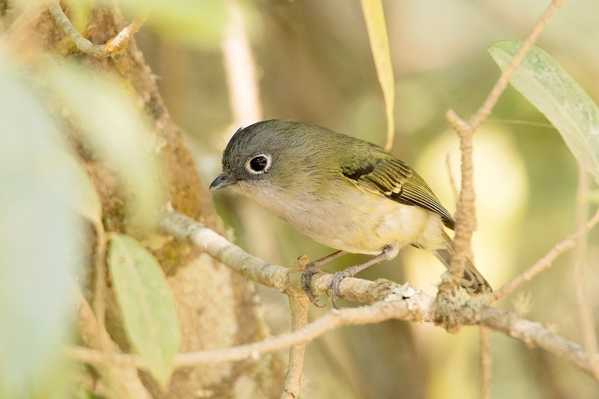 Green Shrike-Babbler - Ayuwat Jearwattanakanok