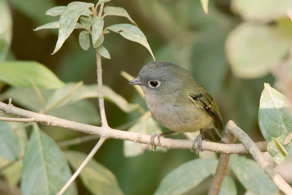 Vireo Alcaudón Verde - ML156551781