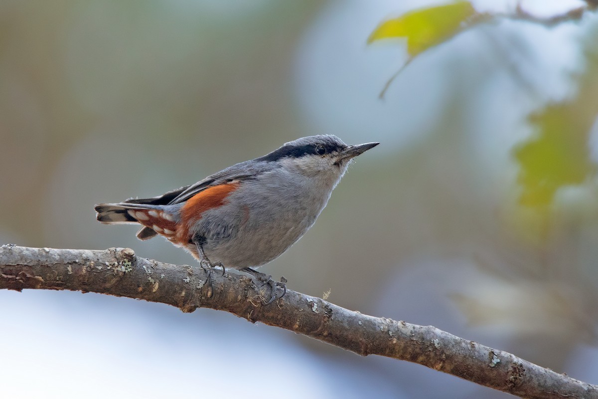 Chestnut-vented Nuthatch - ML156552001