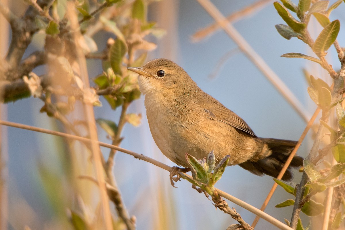 Brown Bush Warbler - ML156552551