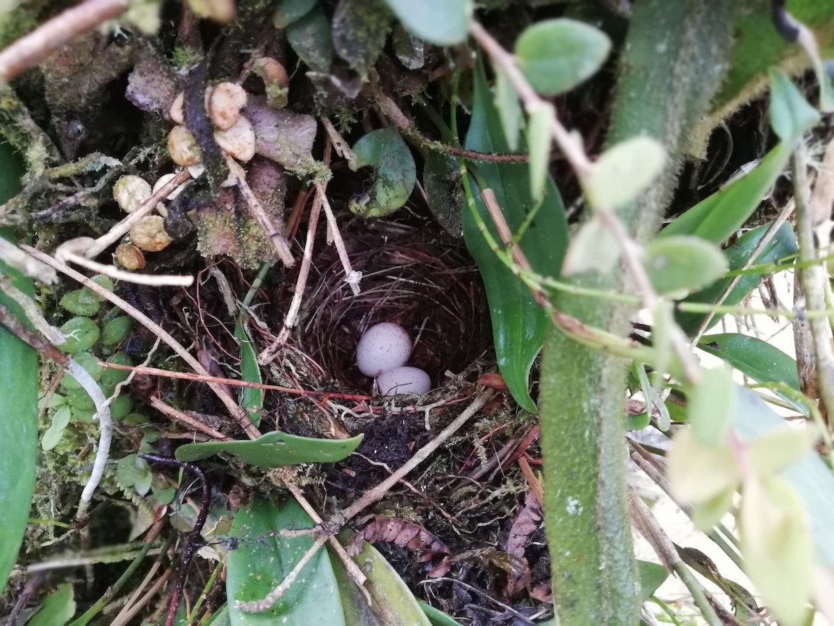 Yellow-throated Chlorospingus - ML156552801