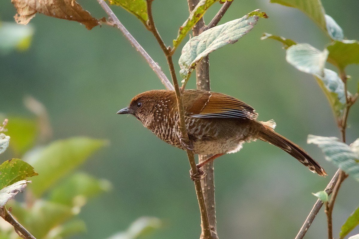 Brown-capped Laughingthrush - Ayuwat Jearwattanakanok