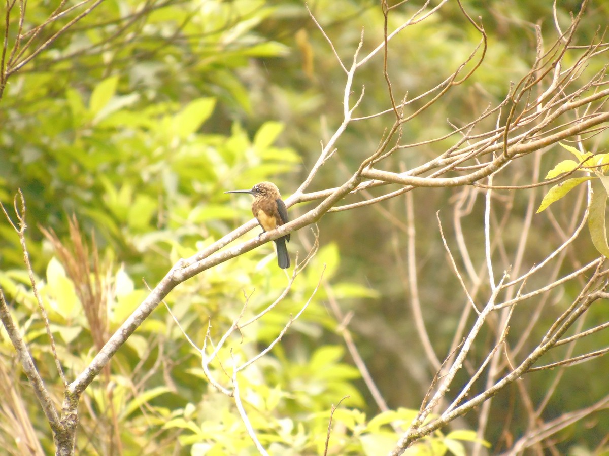 Brown Jacamar - Diego Orozco Plaza