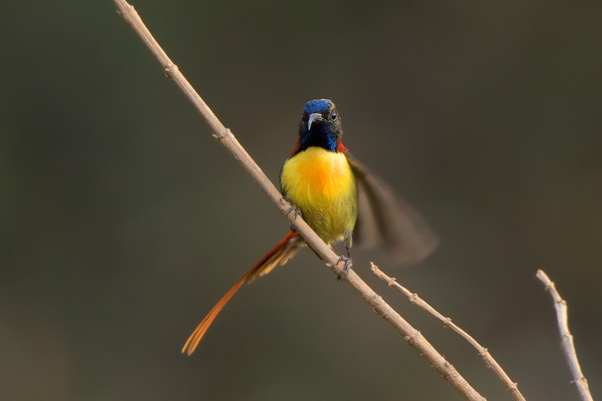 Fire-tailed Sunbird - ML156553391