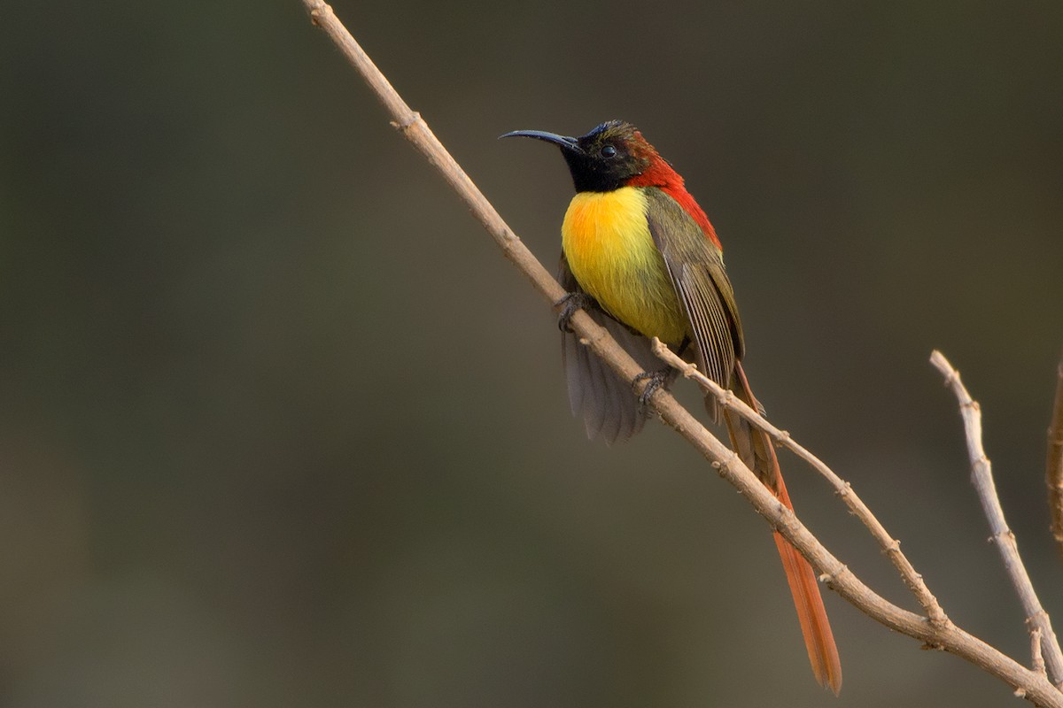 Fire-tailed Sunbird - ML156553401