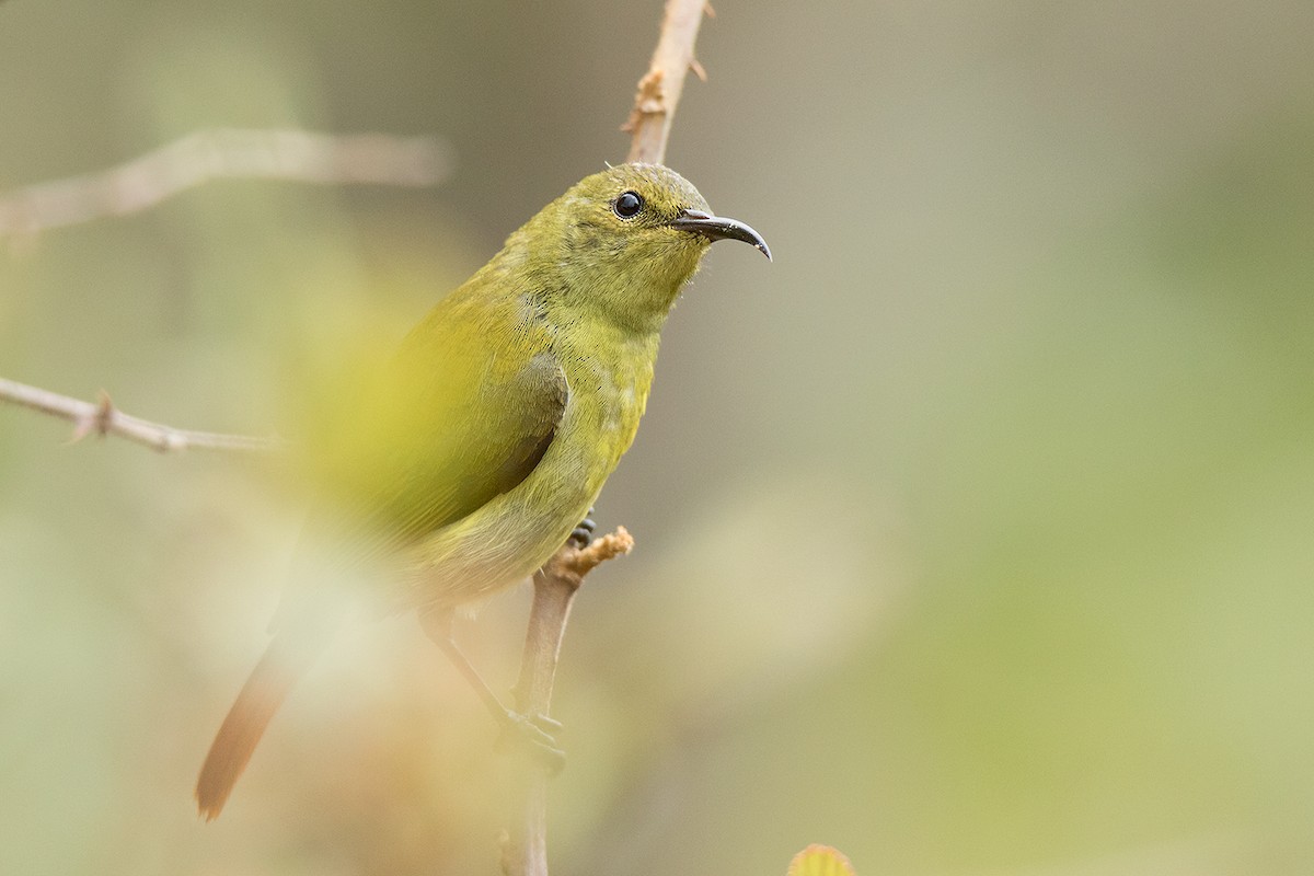 Fire-tailed Sunbird - Ayuwat Jearwattanakanok