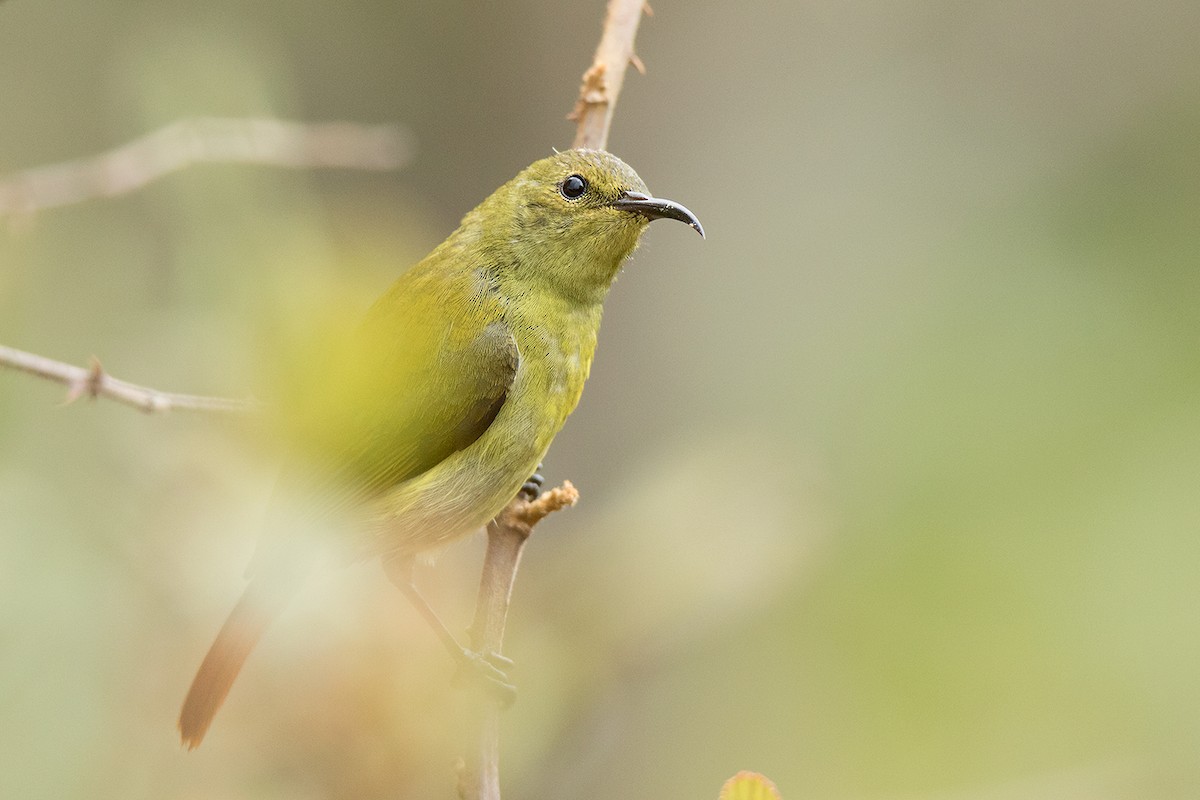 Fire-tailed Sunbird - ML156553411