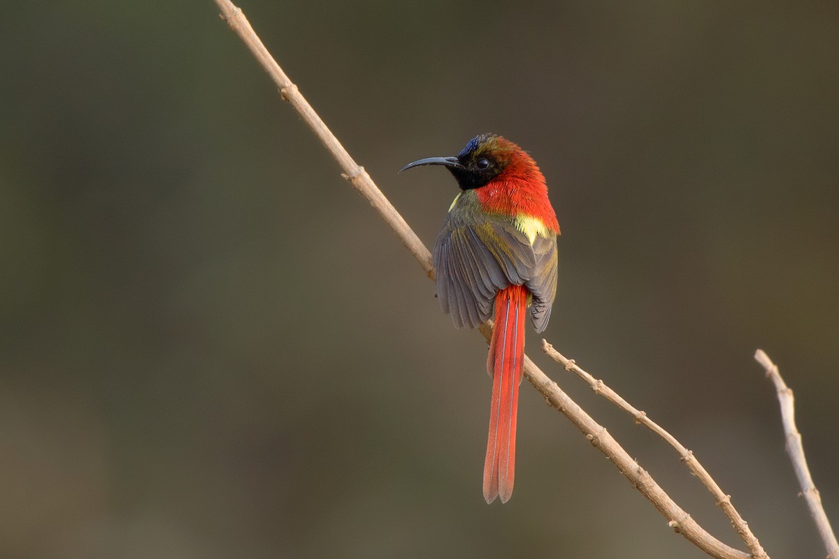 Fire-tailed Sunbird - Ayuwat Jearwattanakanok