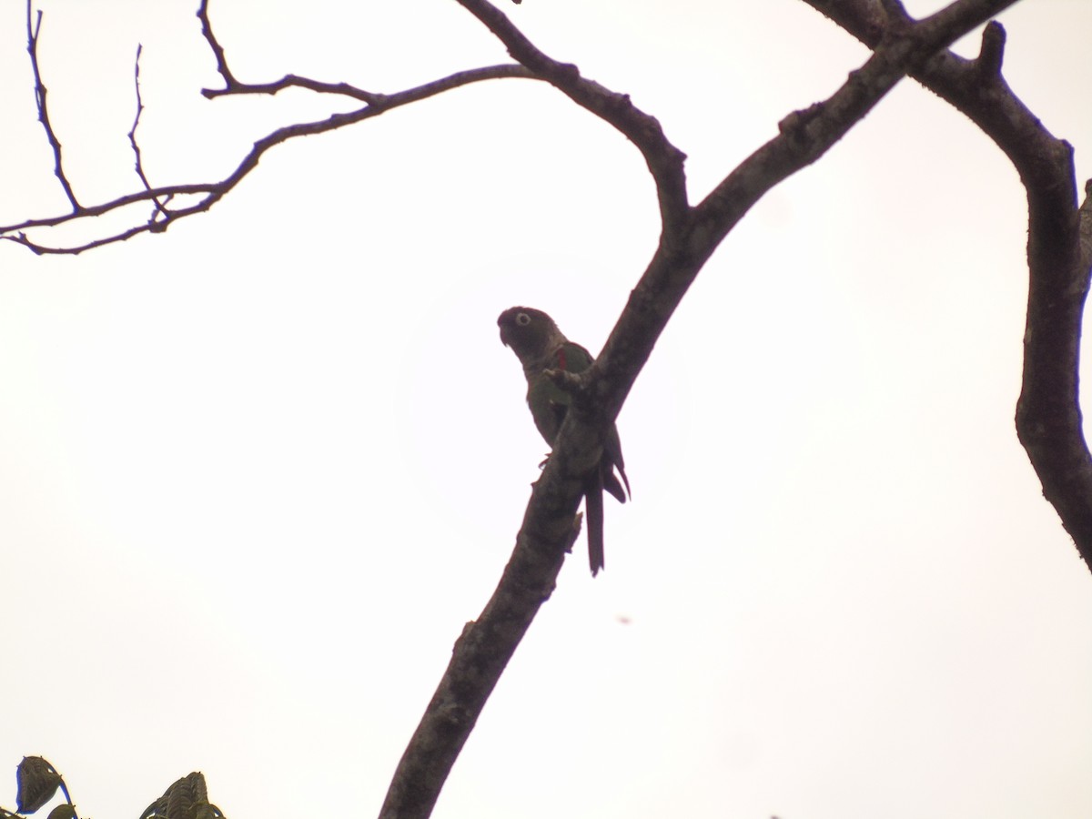 Maroon-tailed Parakeet - Diego Orozco Plaza