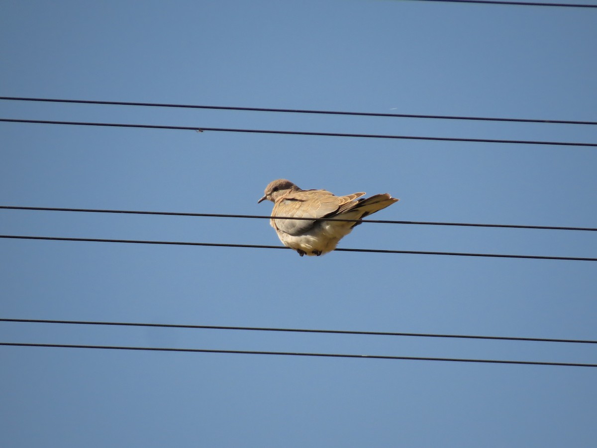 Tórtola Senegalesa - ML156553911