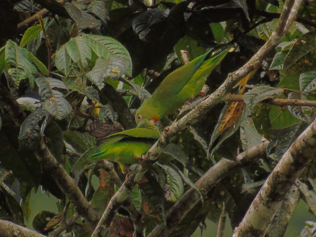 Cobalt-winged Parakeet - Diego Orozco Plaza