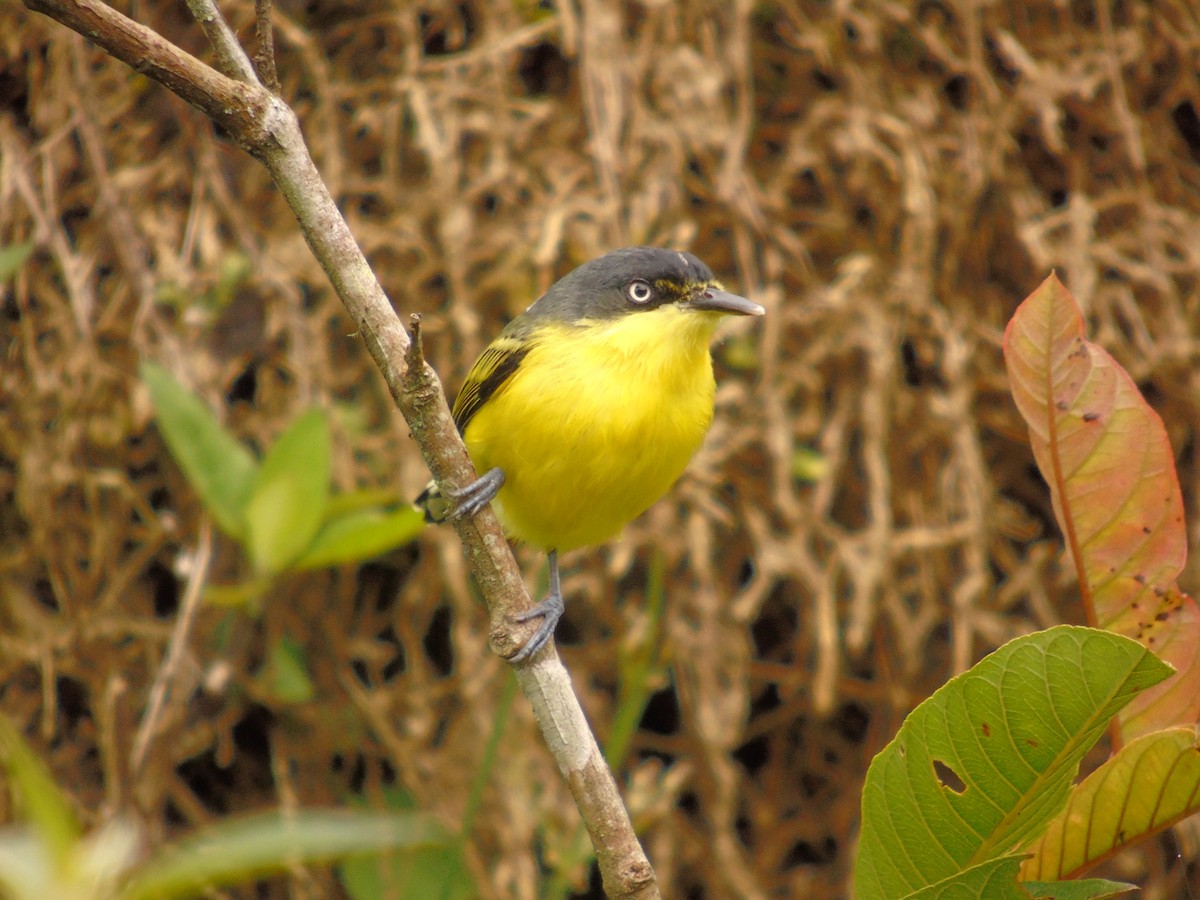 Common Tody-Flycatcher - Diego Orozco Plaza