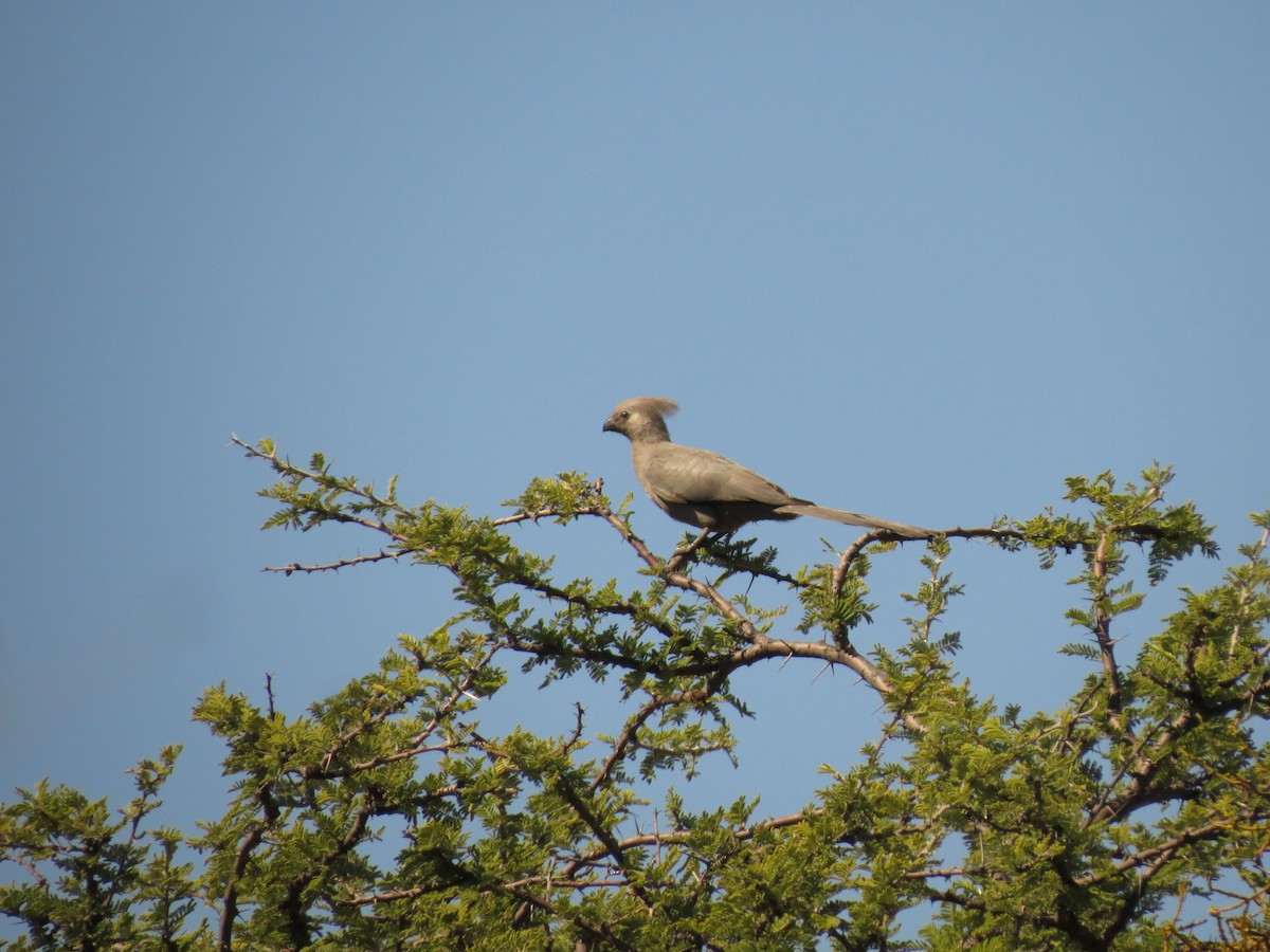 Turaco Unicolor - ML156554441