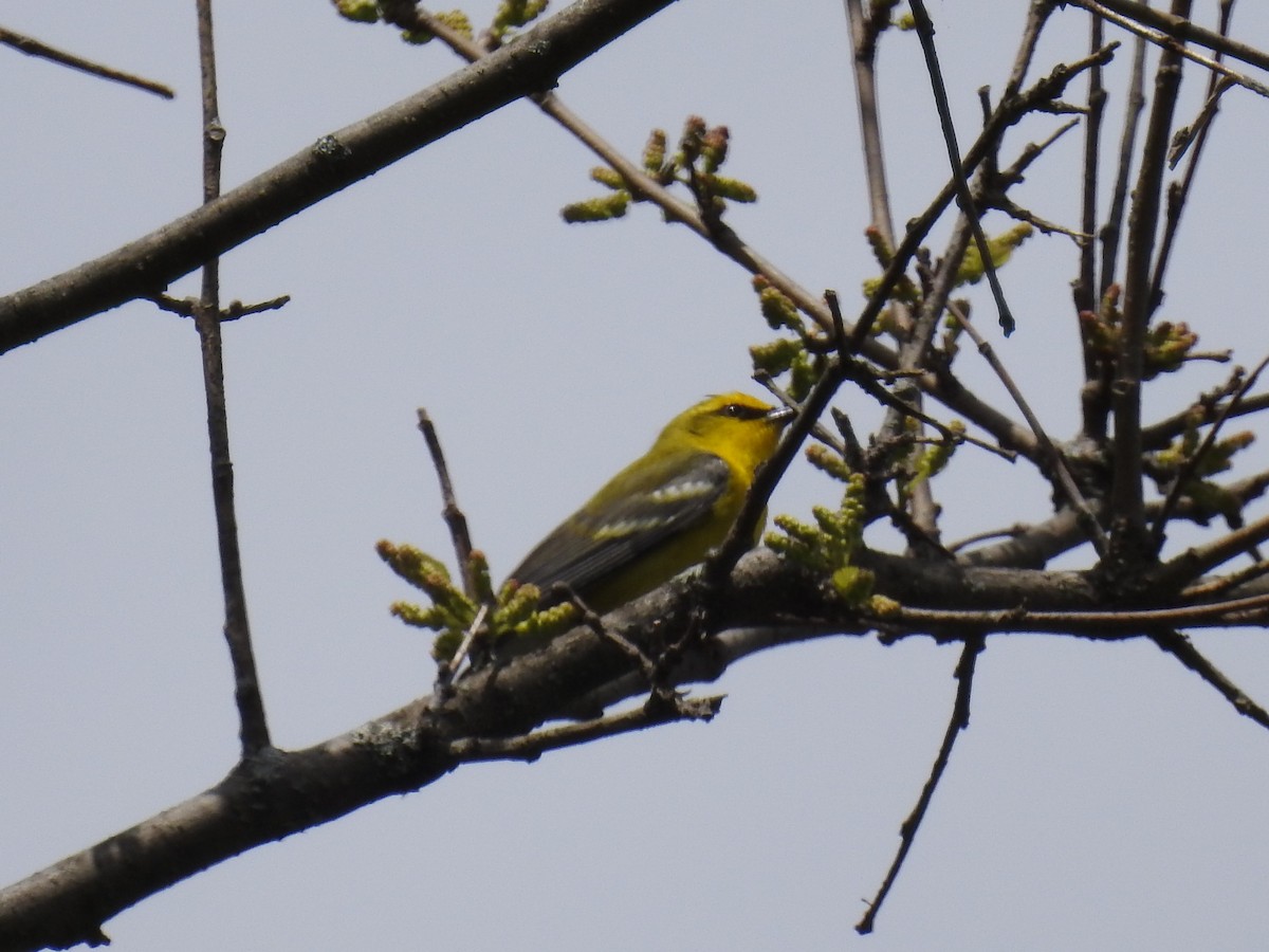 Blue-winged Warbler - ML156554471