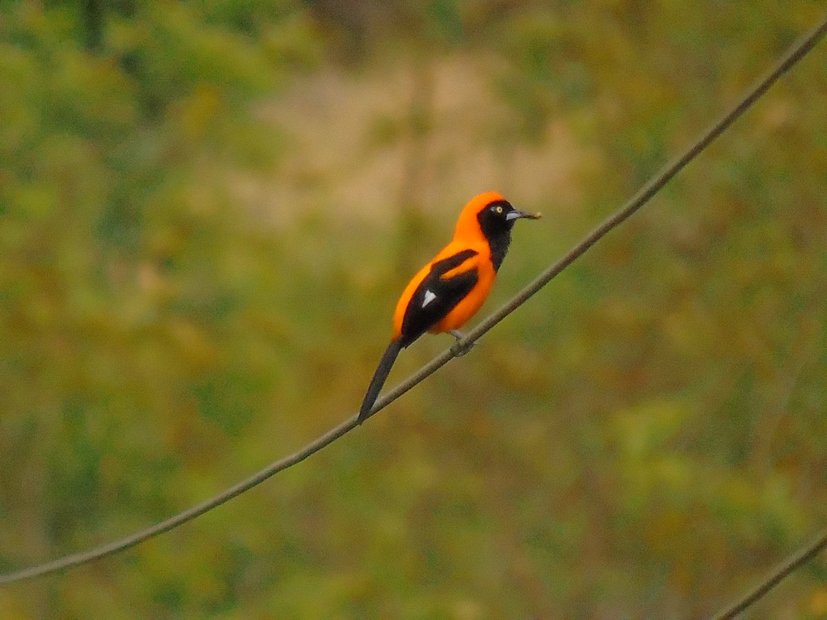 Orange-backed Troupial - Diego Orozco Plaza