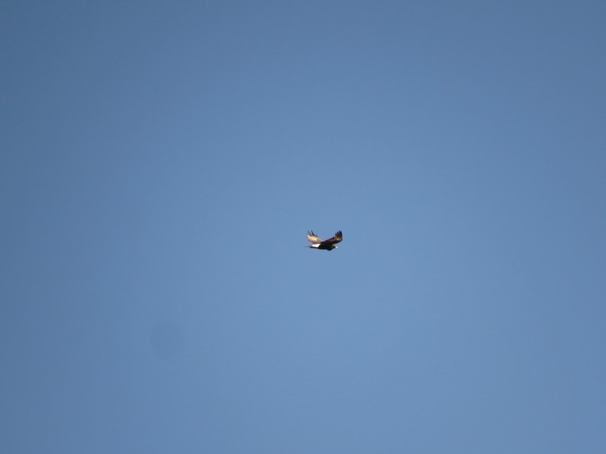 Кафрский орёл - ML156555441