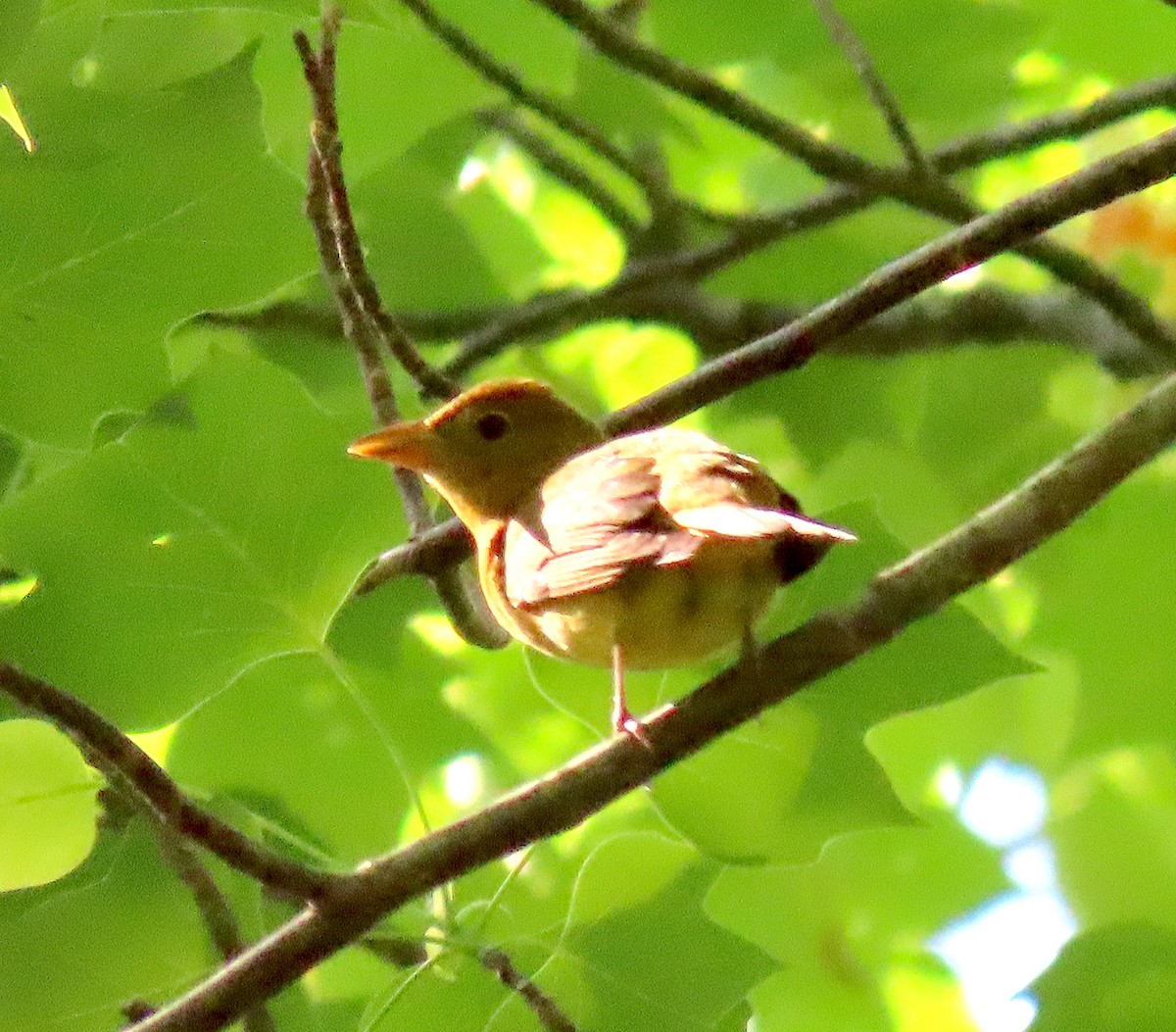 Summer Tanager - ML156555981
