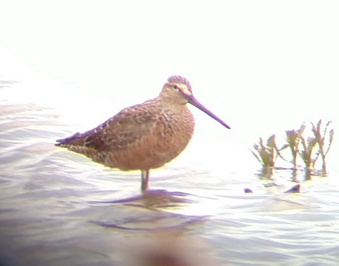 Long-billed Dowitcher - ML156556331